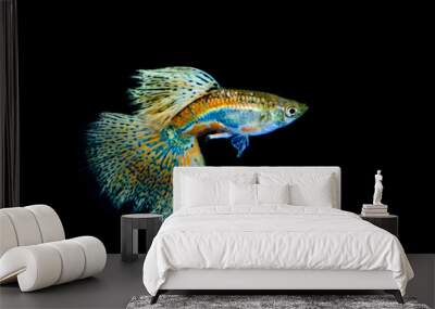 Beautiful and colorful guppy isolated in black background. Wall mural