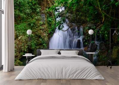 Beautiful streams and waterfalls in the forest in summer. Wall mural