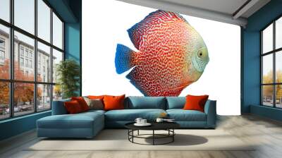 Colorful tropical fish from the Amazon River. Symphysodon aegufasciatus. The aquarium fish. Isolated photo on white background. Wall mural