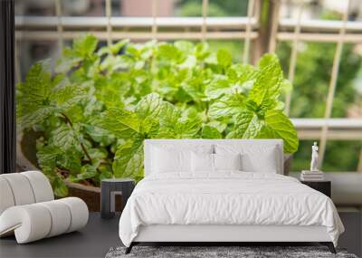 Green mint leaf background texture material under the sun of the balcony at home. Wall mural