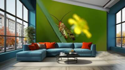 scorpion fly on a strand of grass with yellow flower Wall mural