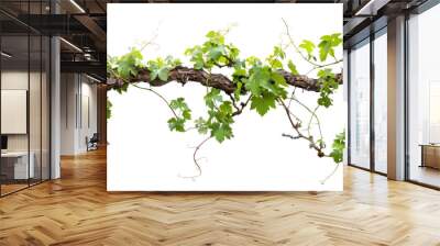 A vine is growing on a branch and is covered in green leaves Wall mural