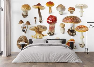 Collection of mushrooms of different shapes and sizes on white background Wall mural