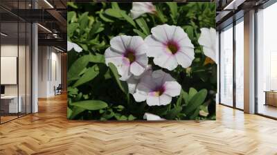 fondo natural con flores de colores vivos Wall mural