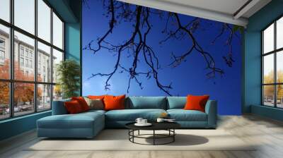 silhouette of a tree in the sky Wall mural