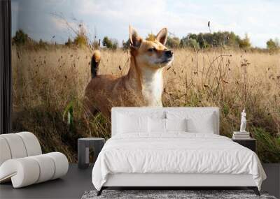 Hund, Natur, Feld, Sommer Wall mural