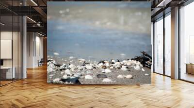 seashells and rocks on shore with waves coming in 2 Wall mural