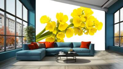 Close up of  mustard flower on white background Wall mural