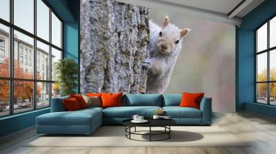  Blue eyes eastern gray squirrel (Sciurus carolinensis) Wall mural