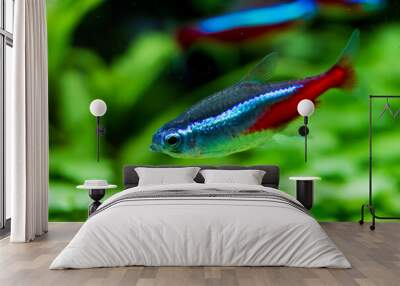  neon tetra fish (Paracheirodon innesi) Wall mural