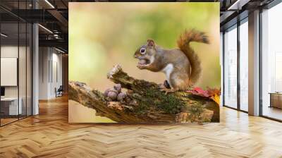 American red squirrel (Tamiasciurus hudsonicus) in autumn Wall mural