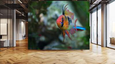 blue ram, Mikrogeophagus ramirezi or German blue ram, Asian ram, butterfly cichlid, Ramirez's dwarf cichlid, dwarf butterfly Wall mural