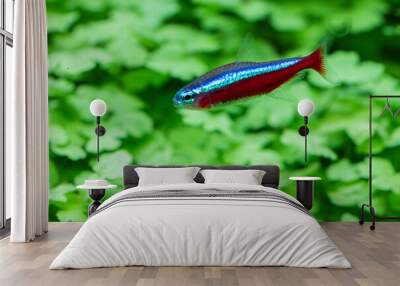 cardinal tetra fish (Paracheirodon axelrodi) Wall mural