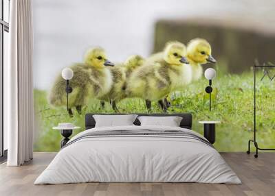 Cute Canada goose (Branta canadensis) babies Wall mural