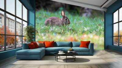 eastern cottontail (Sylvilagus floridanus) in morning light Wall mural