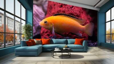 Electric yellow cichlid  (Labidochromis caeruleus) Wall mural