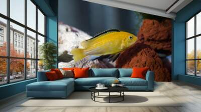 Electric yellow cichlid  (Labidochromis caeruleus) Wall mural