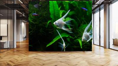 Fresh water planted aquarium with silver angelfish Wall mural