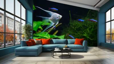 Fresh water planted aquarium with silver angelfish Wall mural