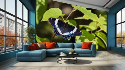 Limenitis arthemis, the red-spotted purple or white admiral Wall mural