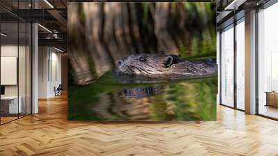 North American beaver (Castor canadensis)  Wall mural