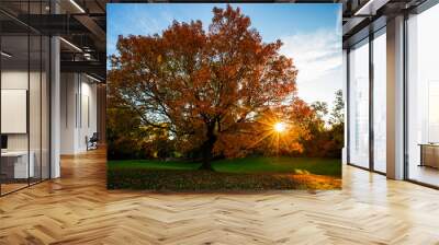 Old Acer saccharum, the sugar maple or rock maple in autumn Wall mural