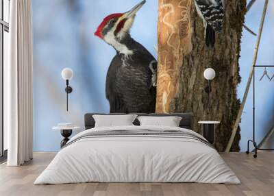 Pileated woodpecker vs downy woodpecker Wall mural