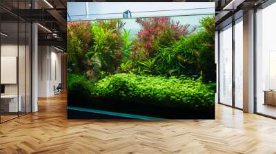 Planted fresh water aquarium with cardinal tetra fish and platinum angelfish Wall mural