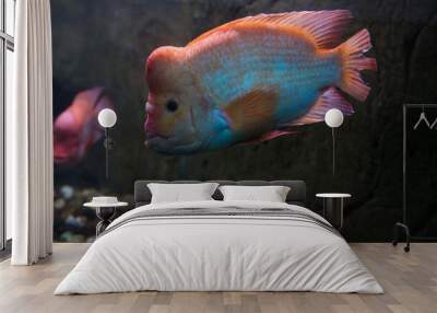 Red devil cichlid (Amphilophus labiatus) Wall mural