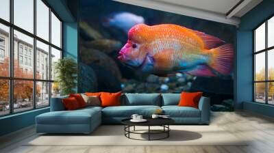 Red devil cichlid (Amphilophus labiatus) Wall mural