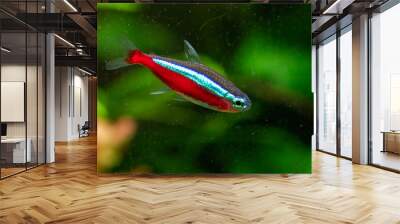 Wild cardinal tetra (Paracheirodon axelrodi) Wall mural