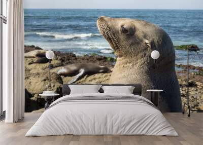 Female seal on the beach, La Jolla, California.	 Wall mural