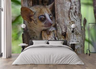 Grey mouse lemur Microcebus murinus, portrait, Madagascar nature Wall mural