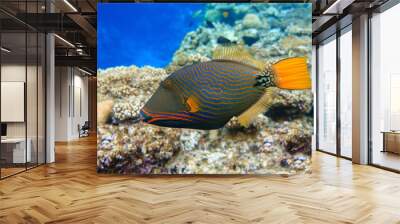 Orange-striped triggerfish (Balistapus undulatus) , coral fish in the coral reef  Wall mural