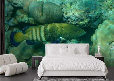 Peacock grouper (cephalopholis argus) - coral fish - Red sea Wall mural