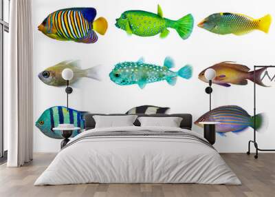 Set of sea nr.3- reef fish on white background Wall mural