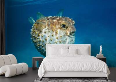 Yellowspotted burrfish  is in a defensive position Wall mural