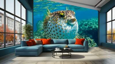 Yellowspotted burrfish  is in a defensive position Wall mural