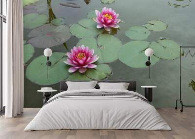 Two pink water lilies in a pond and green water lily leaves Wall mural