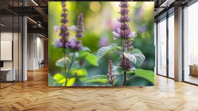 Agastache rugosa patchouli flowering medicinal plant, Korean mint flowers, close up Wall mural