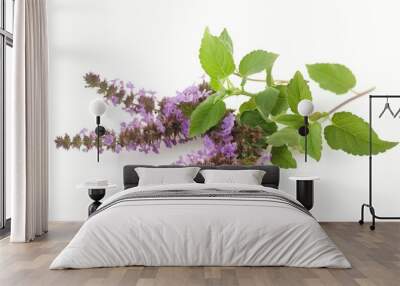 Thai Basil flower patchouli plant isolated white background Wall mural