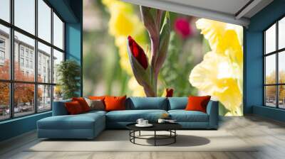 Gladiolus is a genus of perennial cormous flowering plants in the iris family. It is sometimes called the 'sword lily', but is usually called by its generic name. The genus occurs in Asia, Mediterrane Wall mural