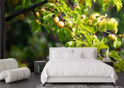 Home gardening: green and yellow plums on a tree on a summer day. Real natural backround Wall mural