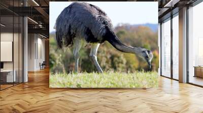 Ostrich at the nature reserve eatitng green grass Wall mural