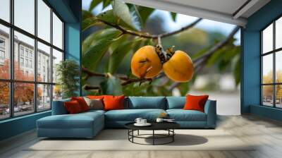 Persimmon fruits growing on a tree. Wall mural