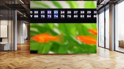 Aquarium thermometer temperature in tropical fish aquarium Wall mural