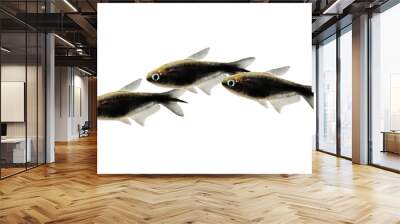 black emperor tetra Nematobrycon amphiloxus tropical aquarium fish neon tetra Wall mural