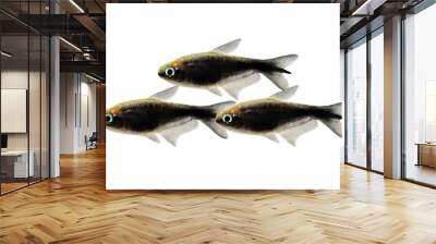 black emperor tetra Nematobrycon amphiloxus tropical aquarium fish neon tetra Wall mural