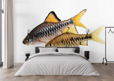 Checker barb Aquarium fish Oliotius oligolepis	
 Wall mural