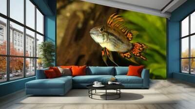 Cockatoo Dwarf Cichlid Apistogramma cacatuoides aquarium fish  Wall mural